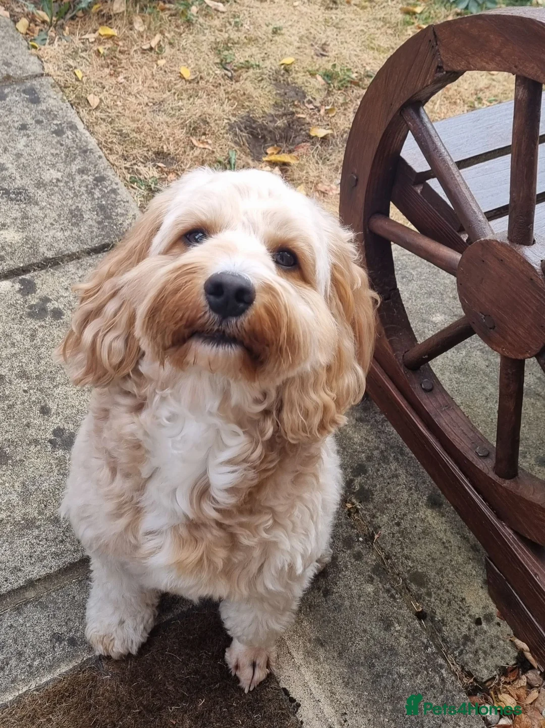 Cockapoo dogs for stud: Handsome Cockapoo for Stud in Slough - Advert 1