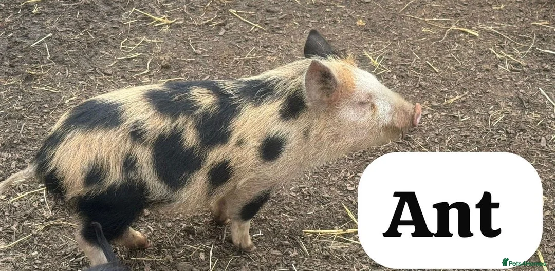 Pig livestock for sale: 🐷💙Meet Ant, Dec and Simon💙🐷 - Advert 2