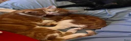Mixed Breed cats for sale: 4 kittens in need of a loving family - Advert 4
