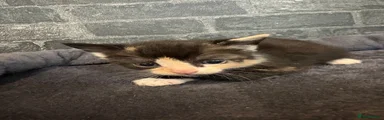Domestic Shorthair 5