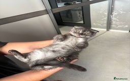 Scottish Fold cats for sale: 5 kittens Ready to find their forever homes  - Image 12
