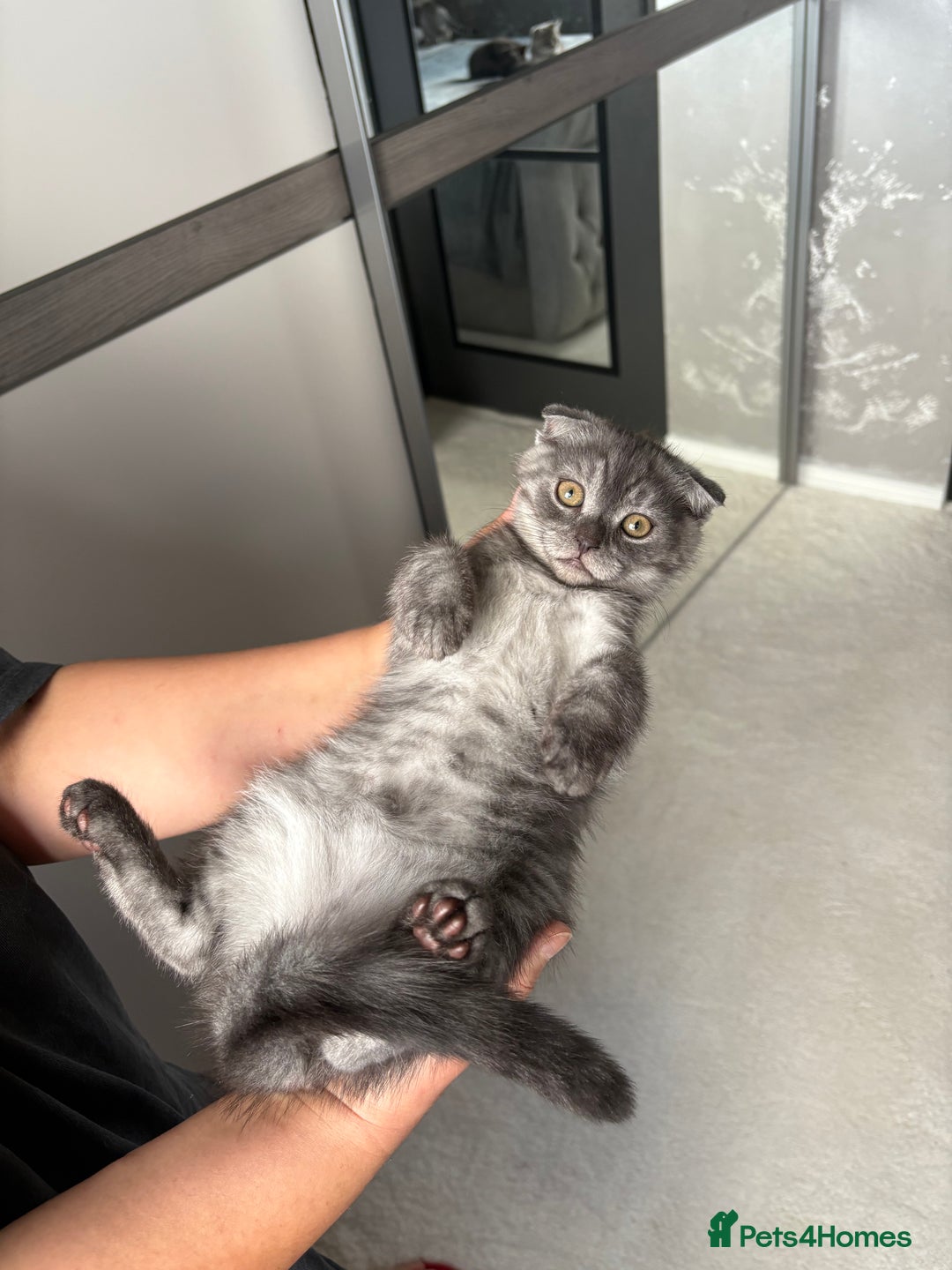 Scottish Fold cats for sale: 5 kittens Ready to find their forever homes  - Image 12