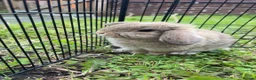 Mini Lop rabbits for sale: Mini Lop Bunny  in Houghton le Spring - Advert 6