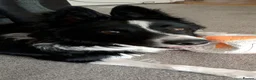 Border Collie dogs for sale: Looking for a forever home - Advert 18