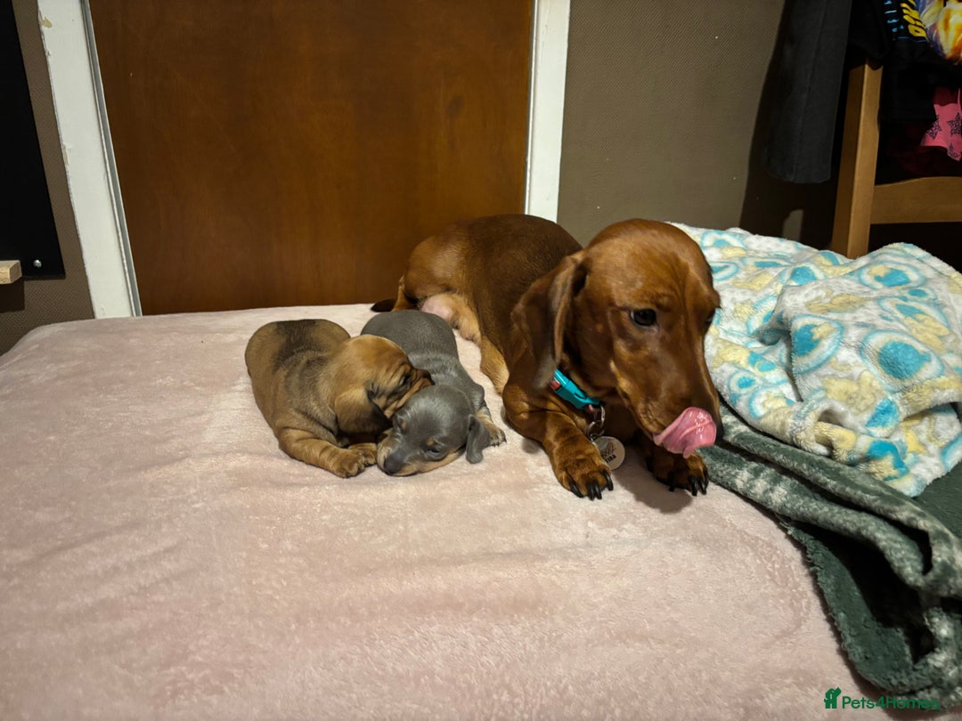 Miniature Dachshund dogs for sale: Miniature dachshund (1 girl left) - Advert 3