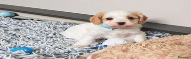 Cavapoo 4