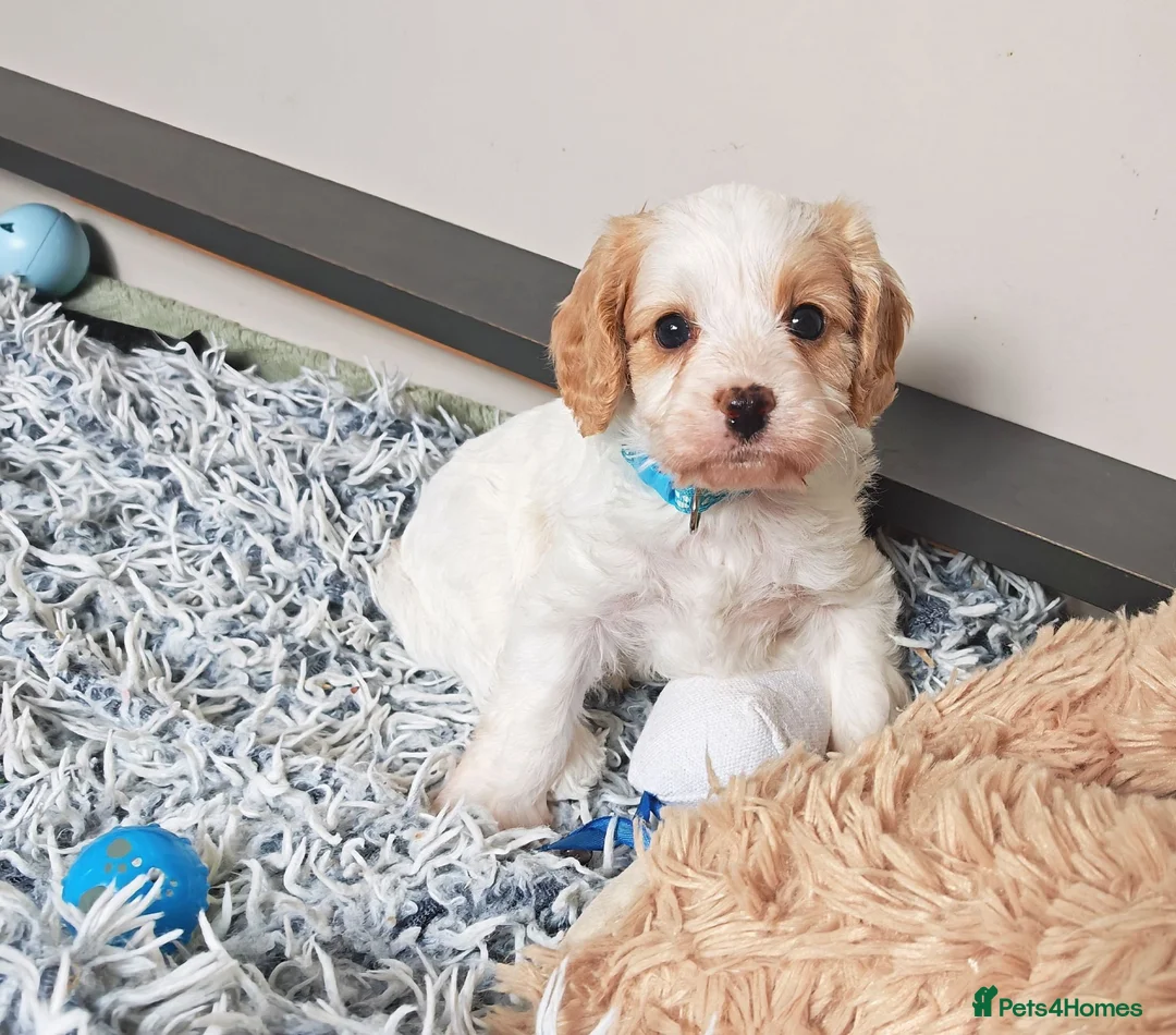 Cavapoo dogs for sale: Home breed cavapoo F1/ health tested parents - Advert 16