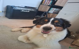 Australian Shepherd dogs for sale: 9.5 month old australian shepherd tri boy - Image 4