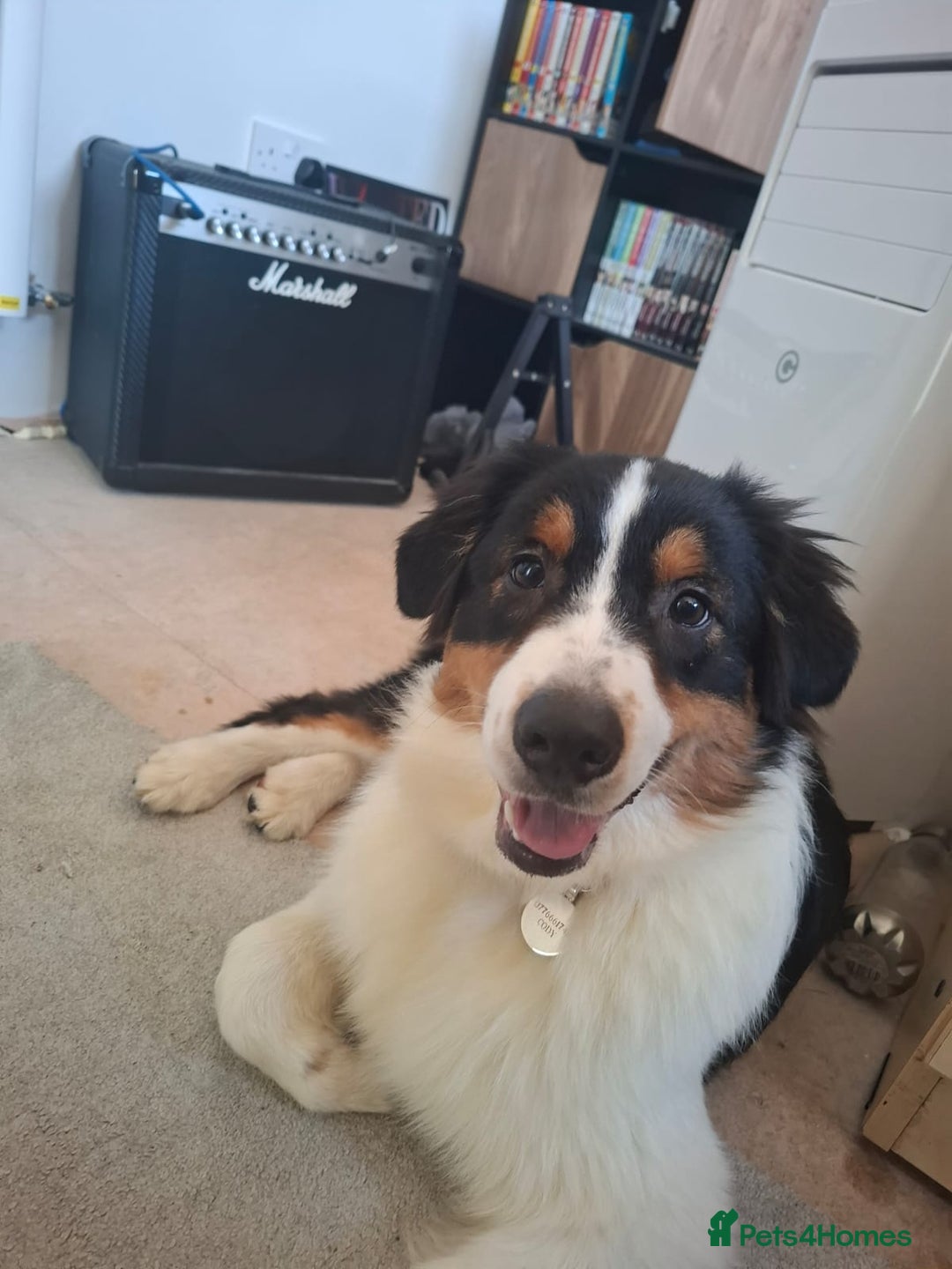 Australian Shepherd dogs for sale: 9.5 month old australian shepherd tri boy - Image 4