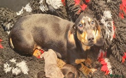 Dachshund dogs for sale: BLUE TAN MALES AVAILABLE READY NOW  - Image 6