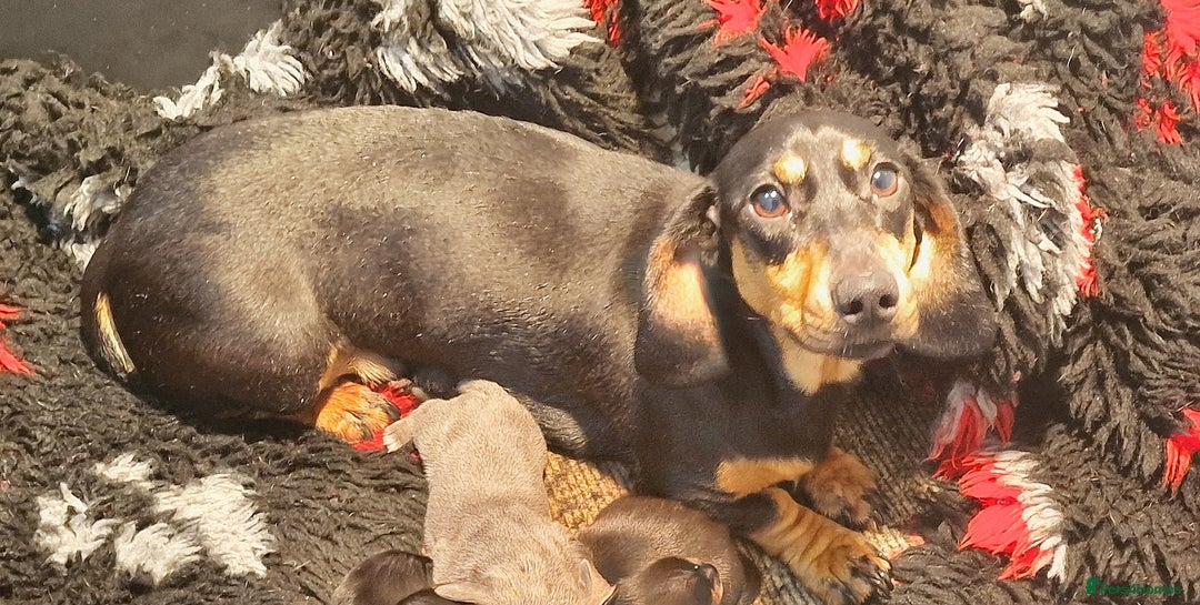 Dachshund dogs for sale: BLUE TAN MALES AVAILABLE READY NOW  - Image 6