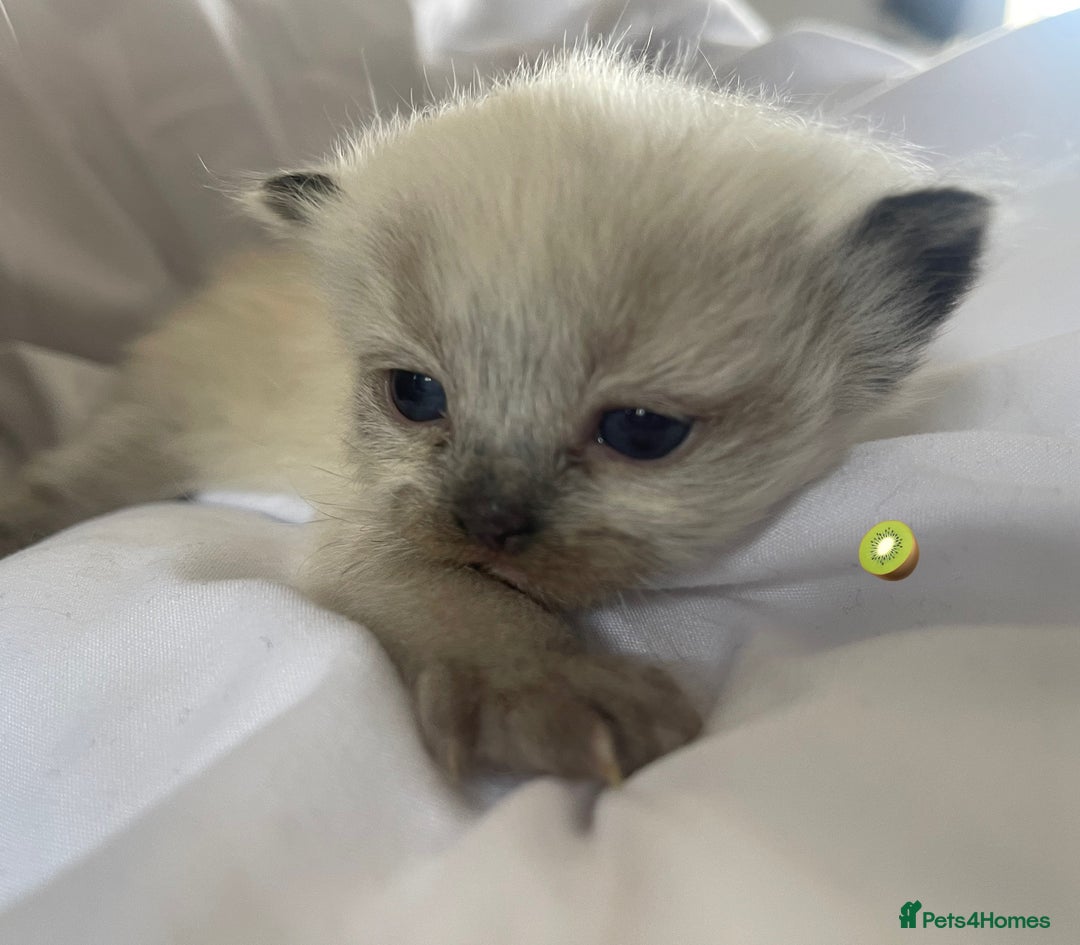 Ragdoll cats for sale: ✨Ragdoll Kittens Available – European Lines ✨ - Image 30