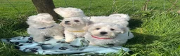 Bichon Frise dogs for sale: bichon Frise puppies  - Advert 9