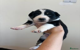 Australian Shepherd dogs for sale: *3 LEFT* Australian shepherd puppies for sale  - Image 13