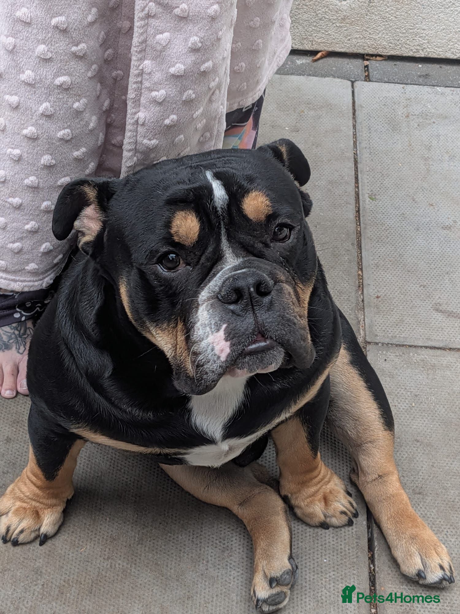 Mixed Breed dogs Nebbr registered male pup 9 months old - Advert 1