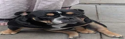 Mixed Breed dogs for sale: Nebbr registered male pup 9 months old - Advert 1