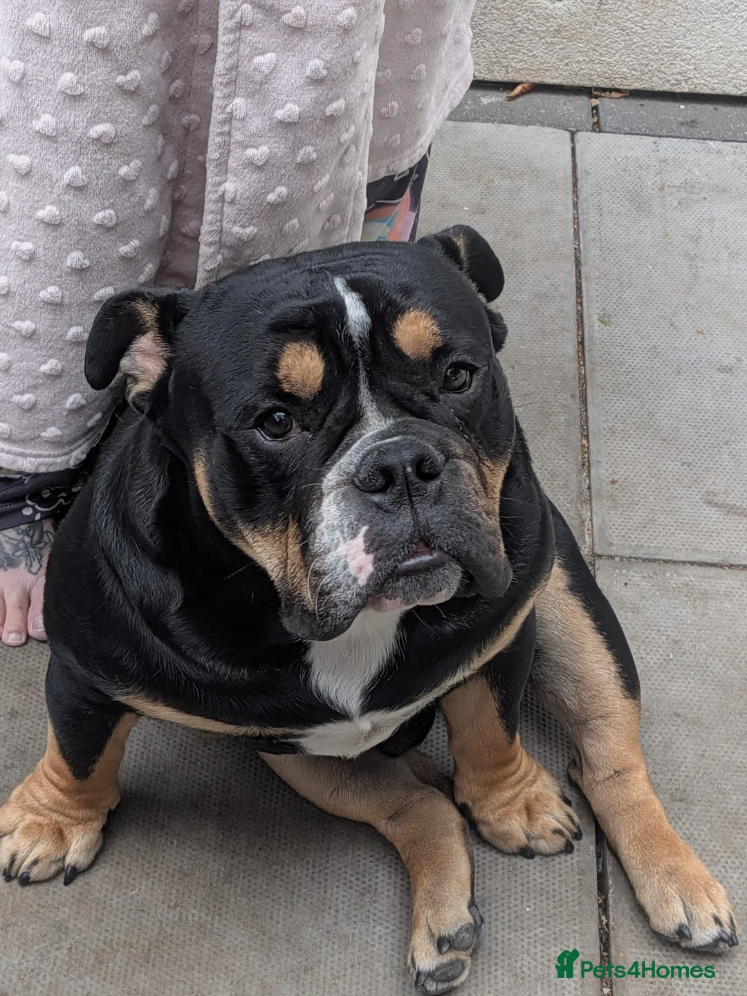 Mixed Breed dogs for sale: Nebbr registered male pup 9 months old - Advert 1