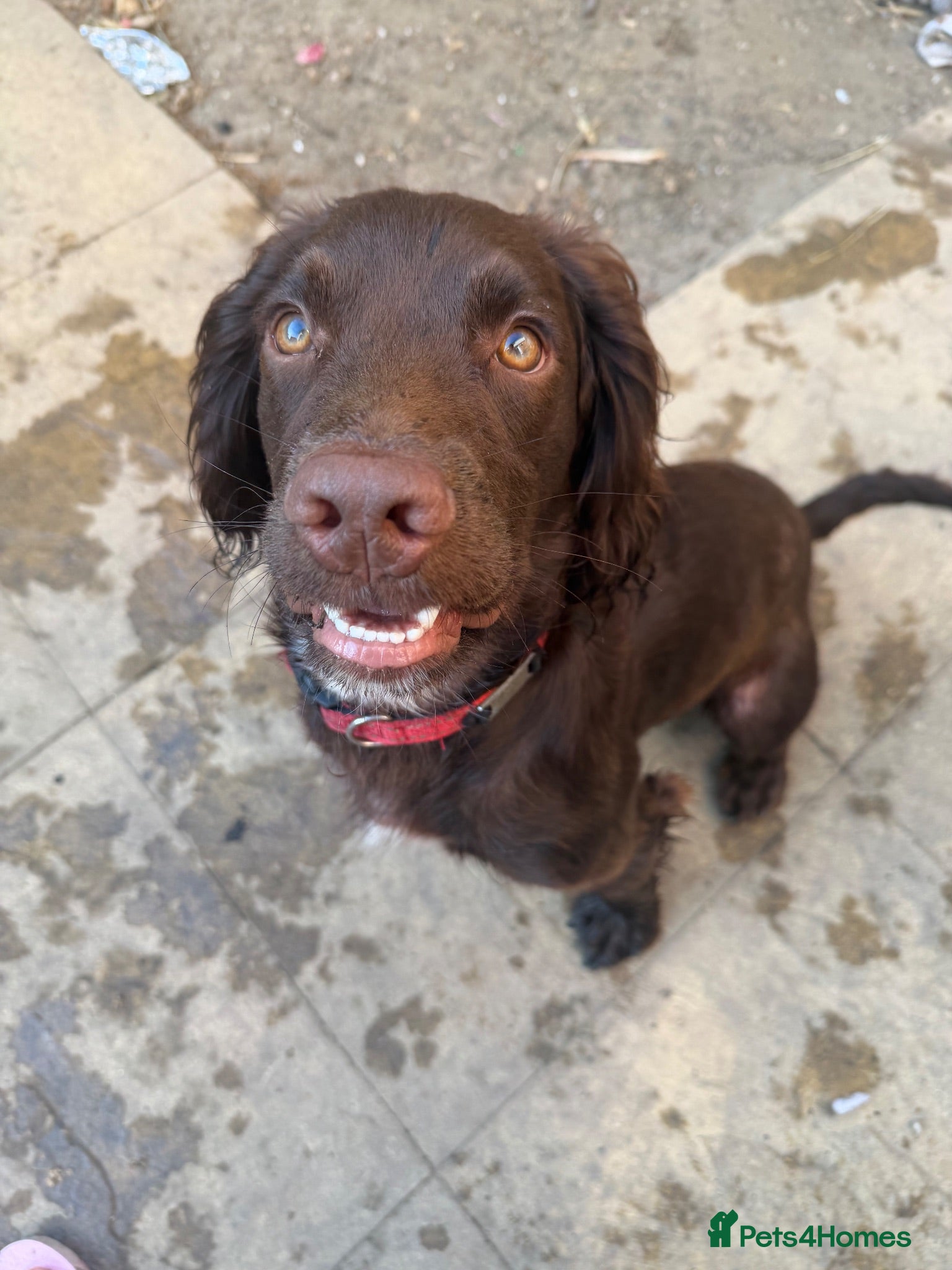 Cocker Spaniel dogs Beautiful 9 month old cocker spaniel - Advert 1