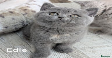 British Shorthair cats - Advert 6