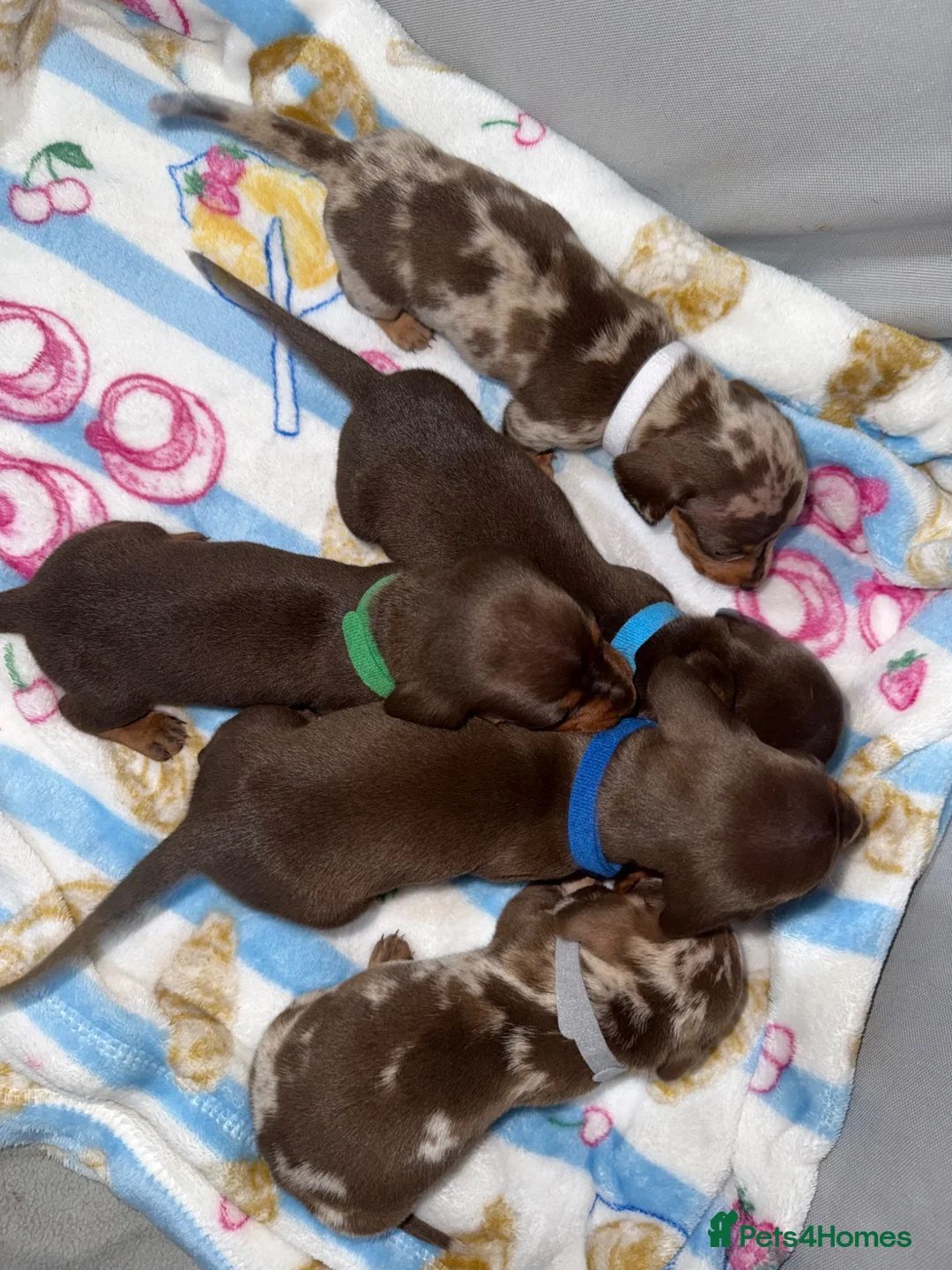 Miniature Dachshund dogs for sale: Miniature dachshund puppies  in Ashford - Advert 16