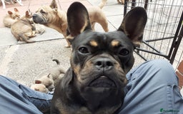 Mixed Breed dogs for sale: French bulldog X - Image 1