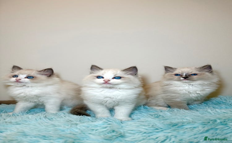 Ragdoll cats 💙2 beautiful Ragdoll kittens available 💙 - Advert 1