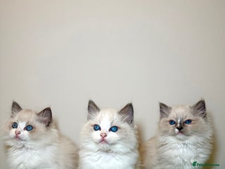Ragdoll cats 💙2 beautiful Ragdoll kittens available 💙 - Advert 10