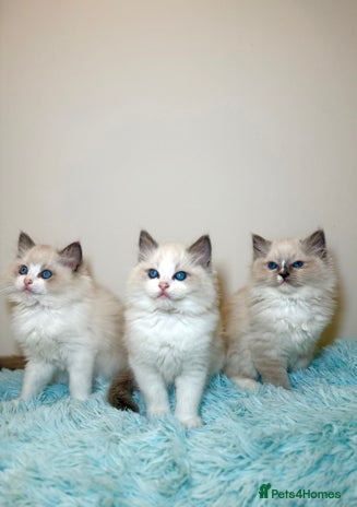Ragdoll cats 💙2 beautiful Ragdoll kittens available 💙 - Advert 1