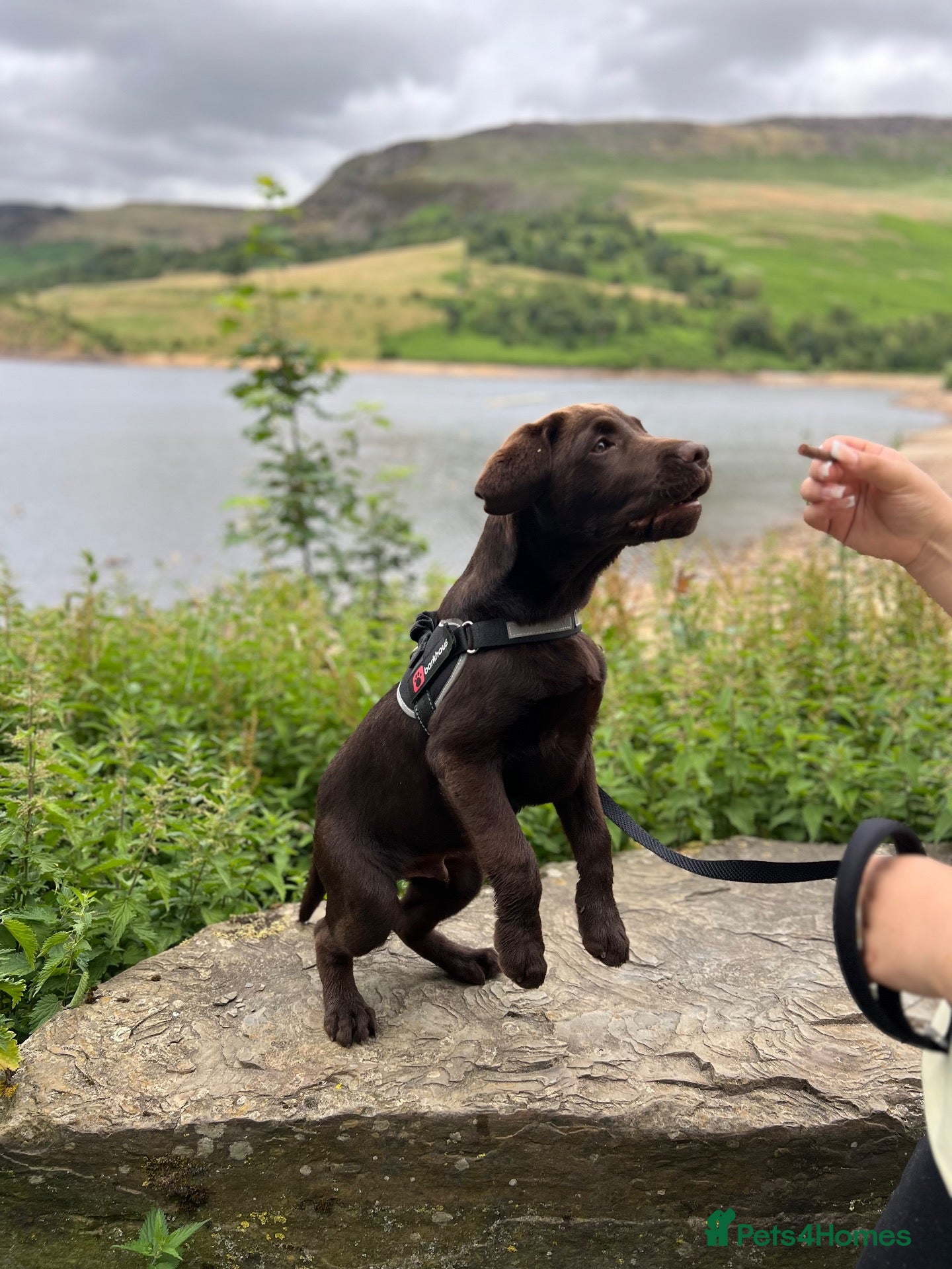 Labrador Retriever dogs Benji  - Advert 1