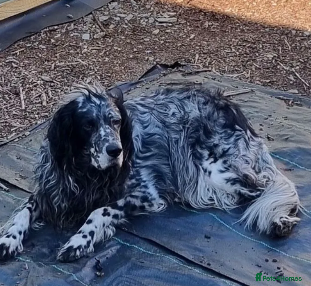 English Setter dogs for adoption: Evo   - Image 1