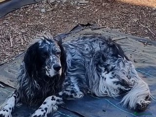 English Setter dogs Evo - Advert 7