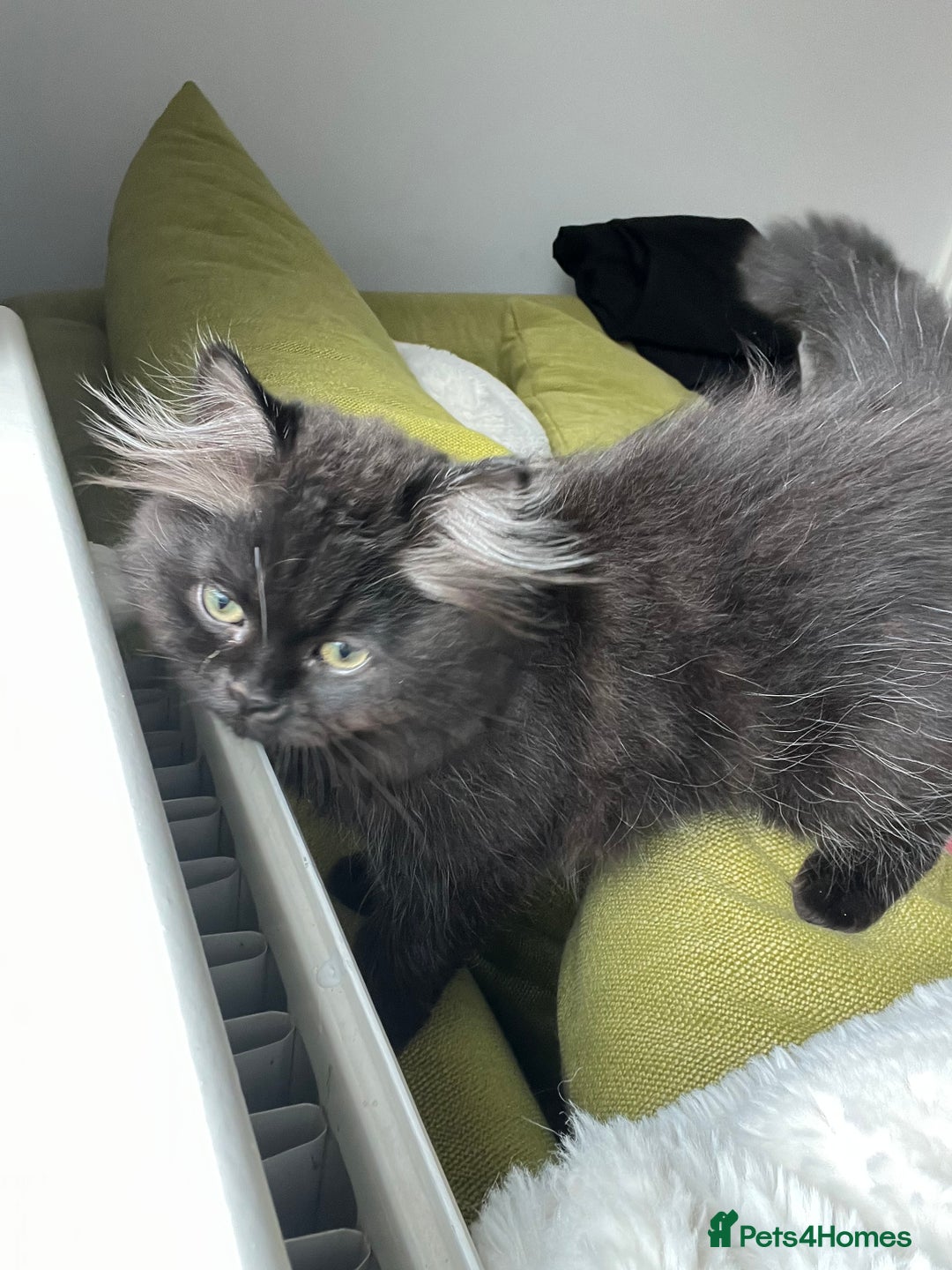 Persian cats for sale: Persian chinchilla kittens - Image 11
