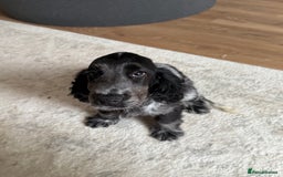 Cocker Spaniel dogs for sale: Blue roan show cocker spaniel  - Image 14