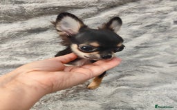 Chihuahua dogs for sale: Amazing Quality Long Coat Chihuahua puppies - Advert 25