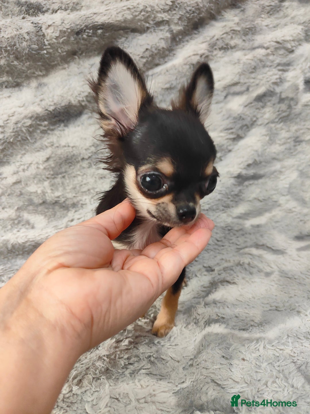 Chihuahua dogs for sale: Amazing Quality Long Coat Chihuahua puppies - Advert 25