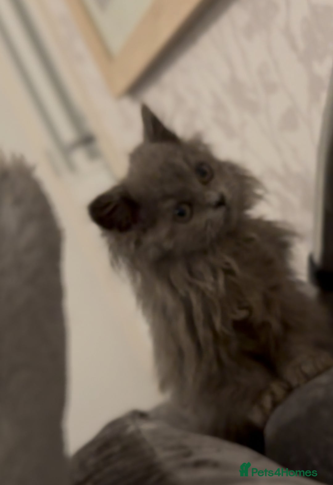 British Longhair cats for sale: Adorable British Longhair Kittens Ready Now! - Advert 22