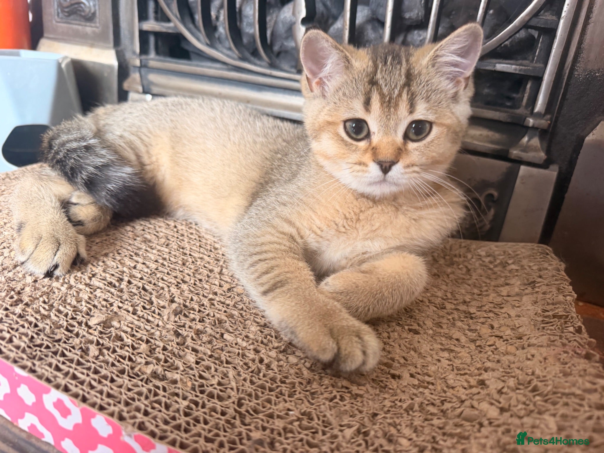 Scottish Fold cats Pedigree Scottish fold kittens - Advert 1