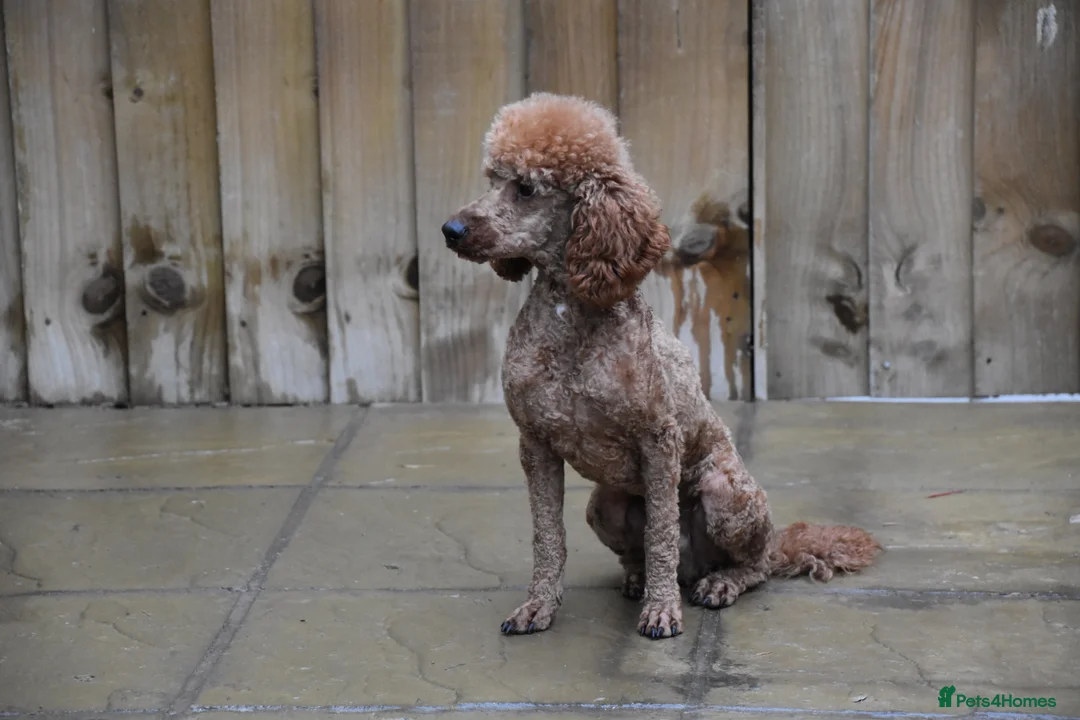 Miniature Poodle dogs for sale: 21 Months Old Male Miniature Poodle - Advert 3