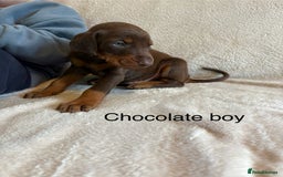 Dobermann dogs for sale: Beautiful European KC reg Doberman Puppies - Image 12