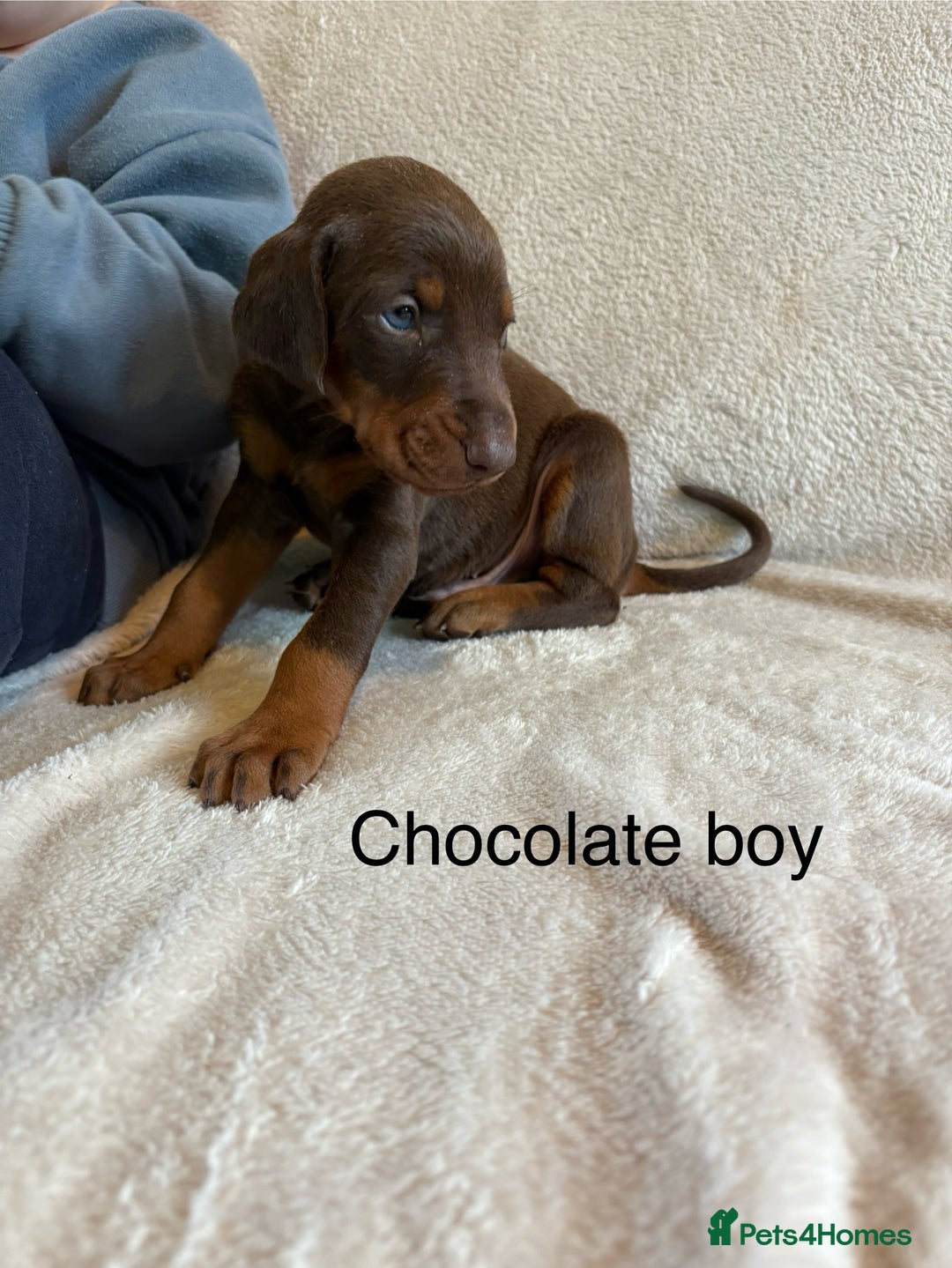 Dobermann dogs for sale: Beautiful European KC reg Doberman Puppies - Image 12