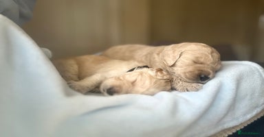 Goldendoodle dogs - Advert 3