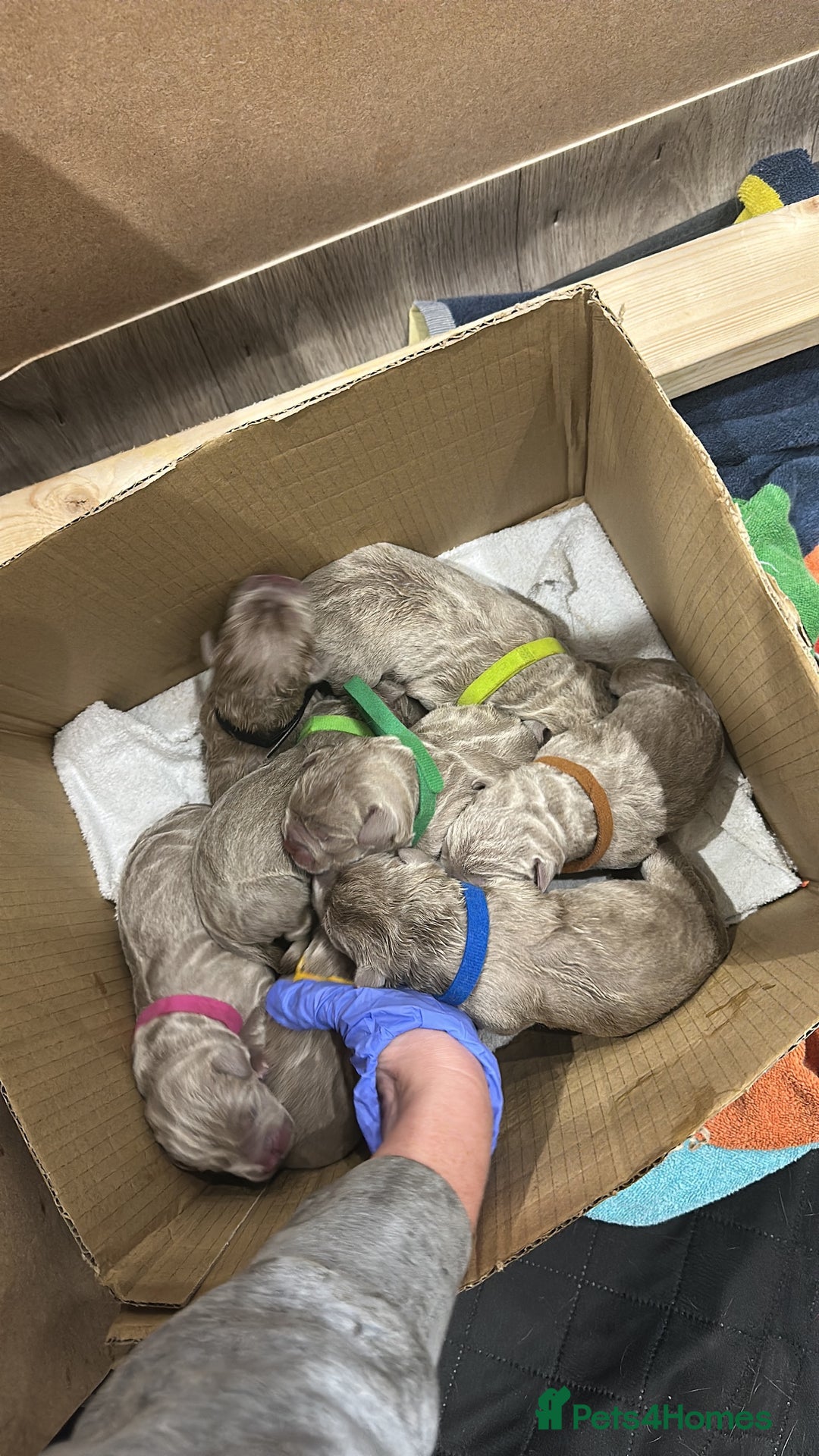 Mastiff dogs for sale: Neapolitan Mix - Image 7