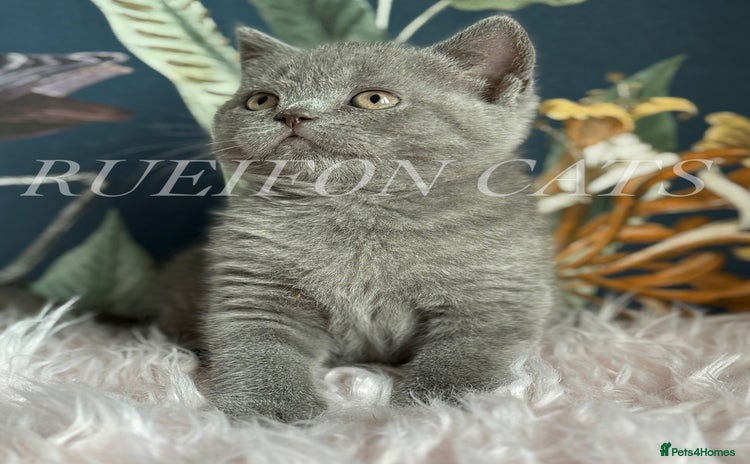 British Shorthair cats - Advert 2