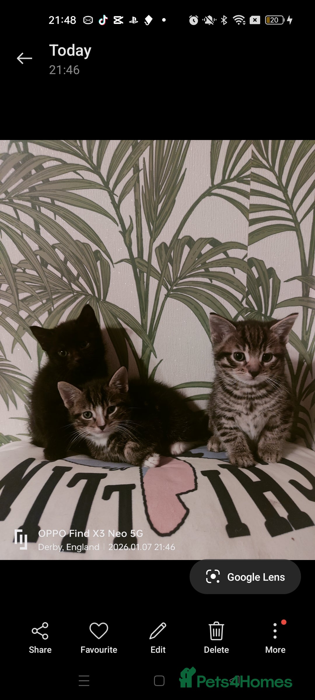 Mixed Breed cats for sale: Three kittens available  - Advert 5