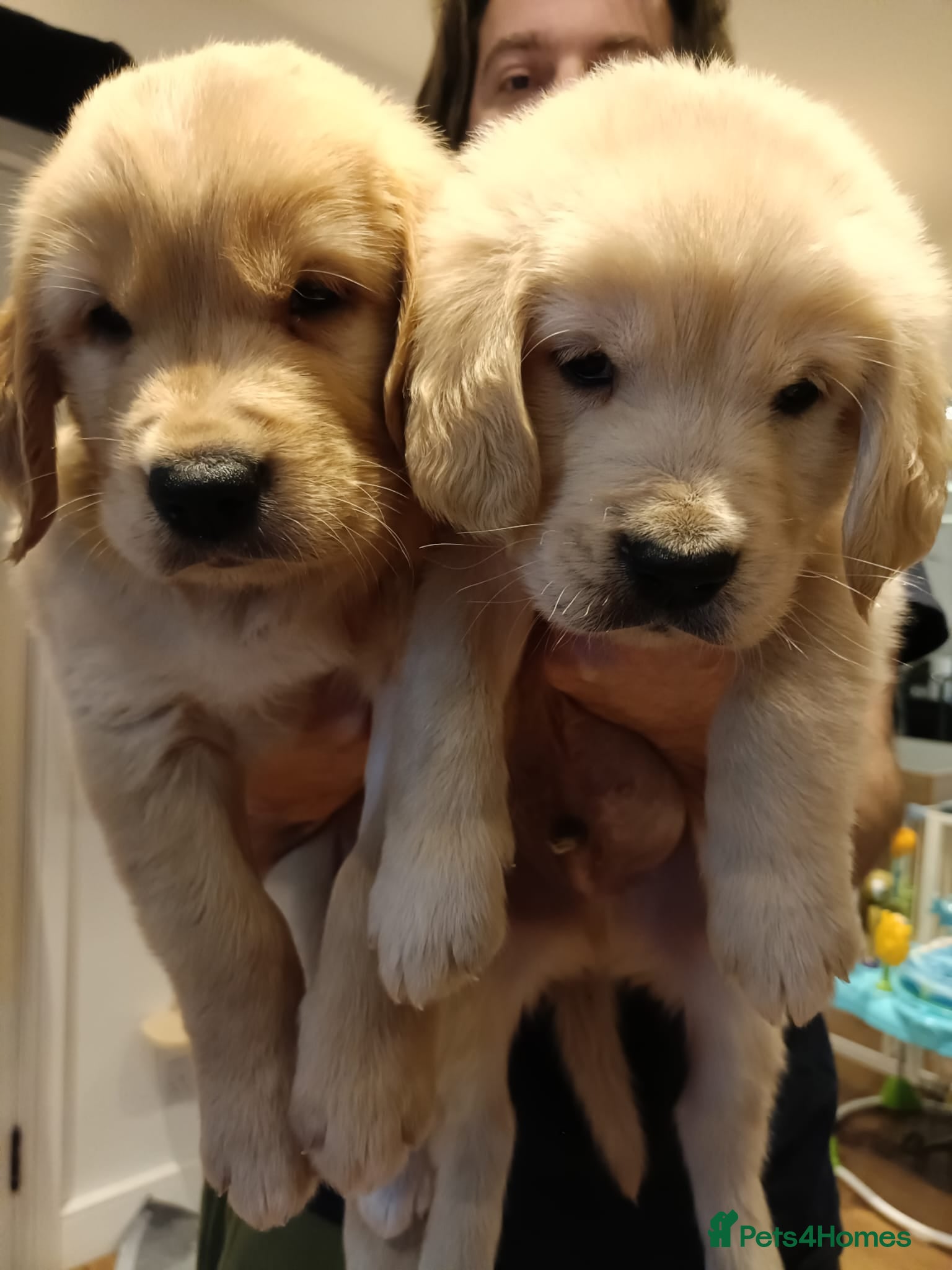 Golden Retriever dogs One boy and one girl available  - Advert 17
