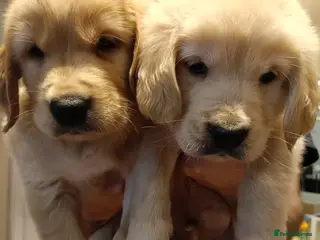 Golden Retriever dogs One boy and one girl available - Advert 17
