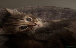 Ragdoll cats for sale: Ragdoll cross.  - Advert 4