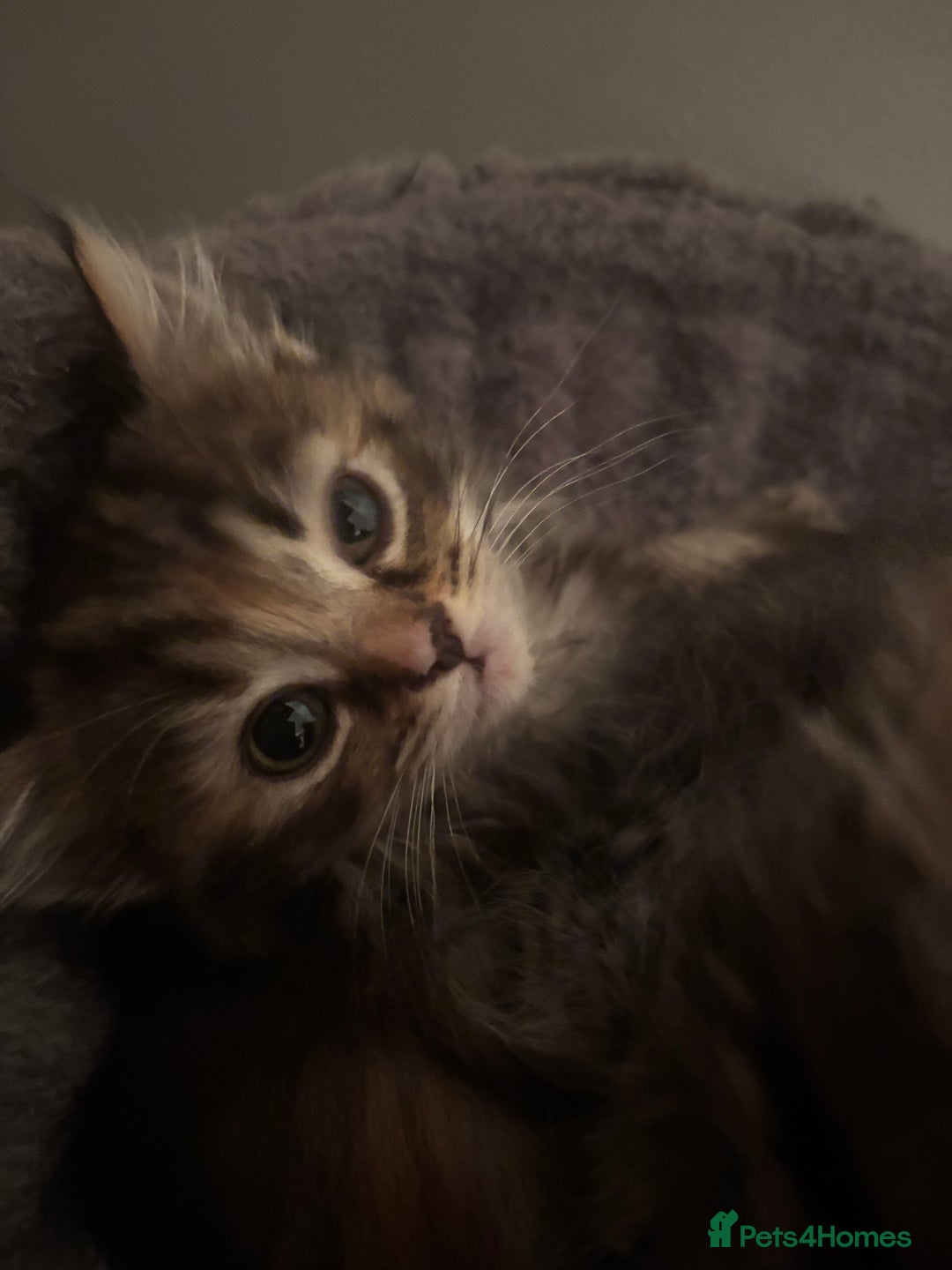 Ragdoll cats for sale: Ragdoll cross.  - Advert 4