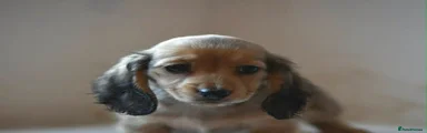 Miniature Dachshund 5