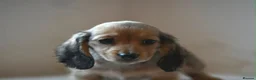 Miniature Dachshund dogs for sale: Stunning Long-haired Miniature Dachshund Puppies in Paisley - Advert 6